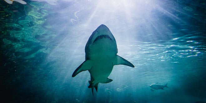Top 7 places to swim with sharks - Traveler's Edition