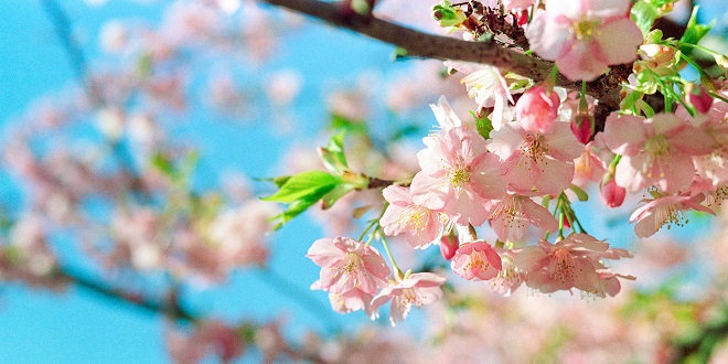 Cherry Blosson Season Has Arrived Early In Japan - And It's Stunning ...