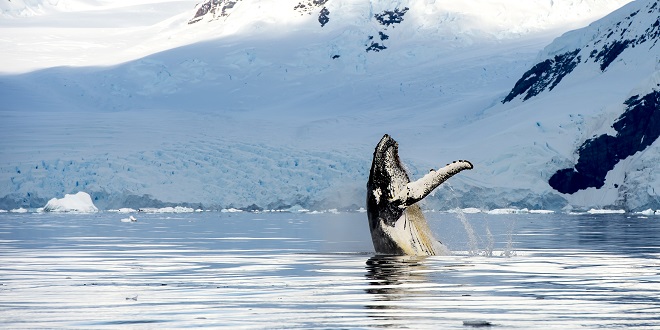 The Best Places To Go Whale Watching In The US - Traveler's Edition